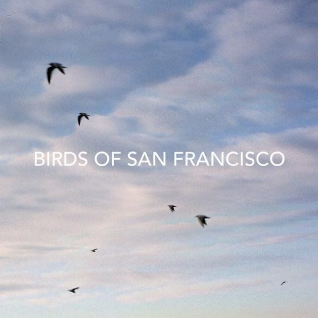 birds-of-san-francisco